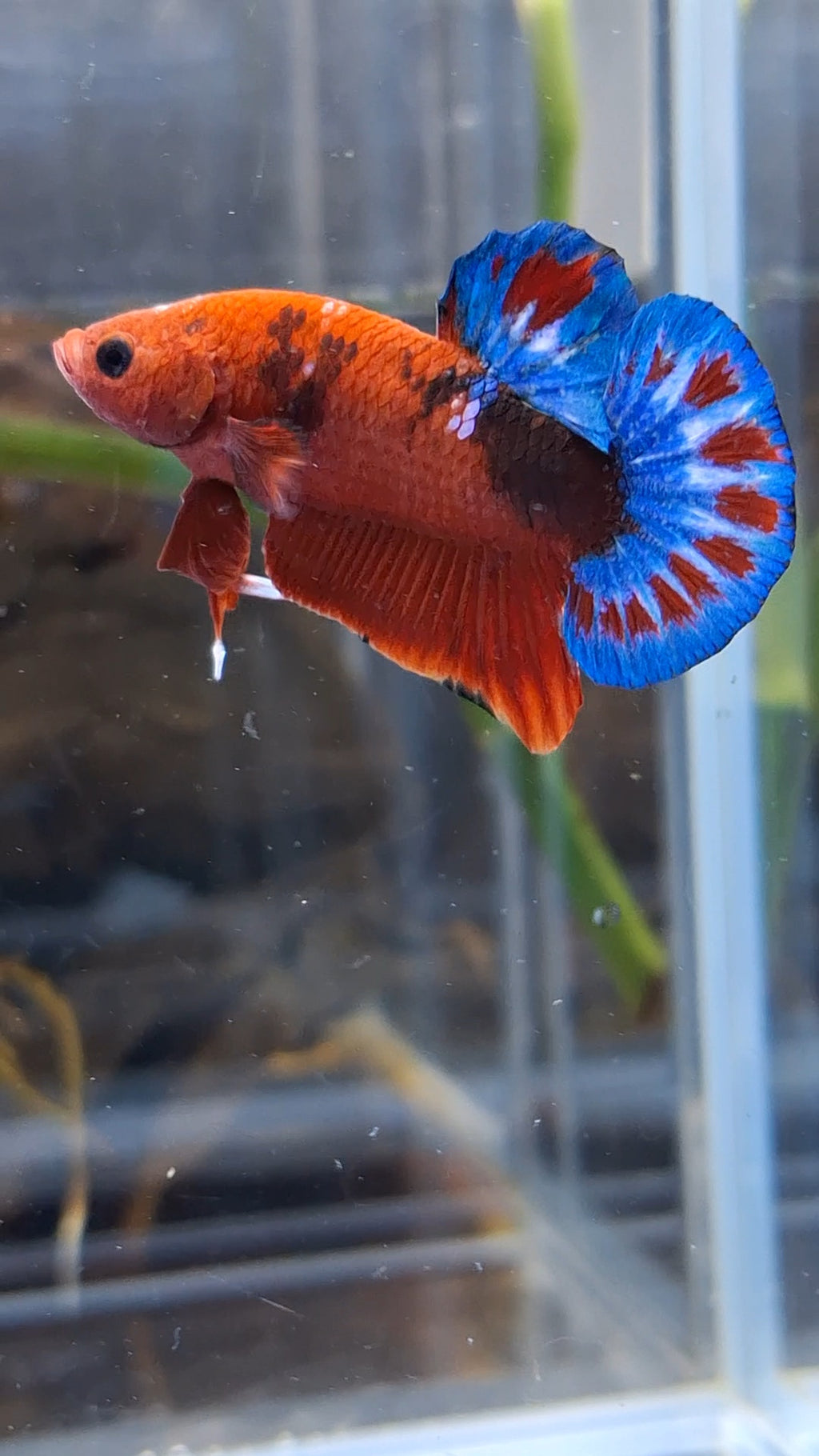 Red Hellboy Bold Fancy Blue Tail Plakat HMPK Betta Fish Male