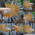 Crowntail Dumbo Ear Gold Butterfly Rare Betta Fish Male