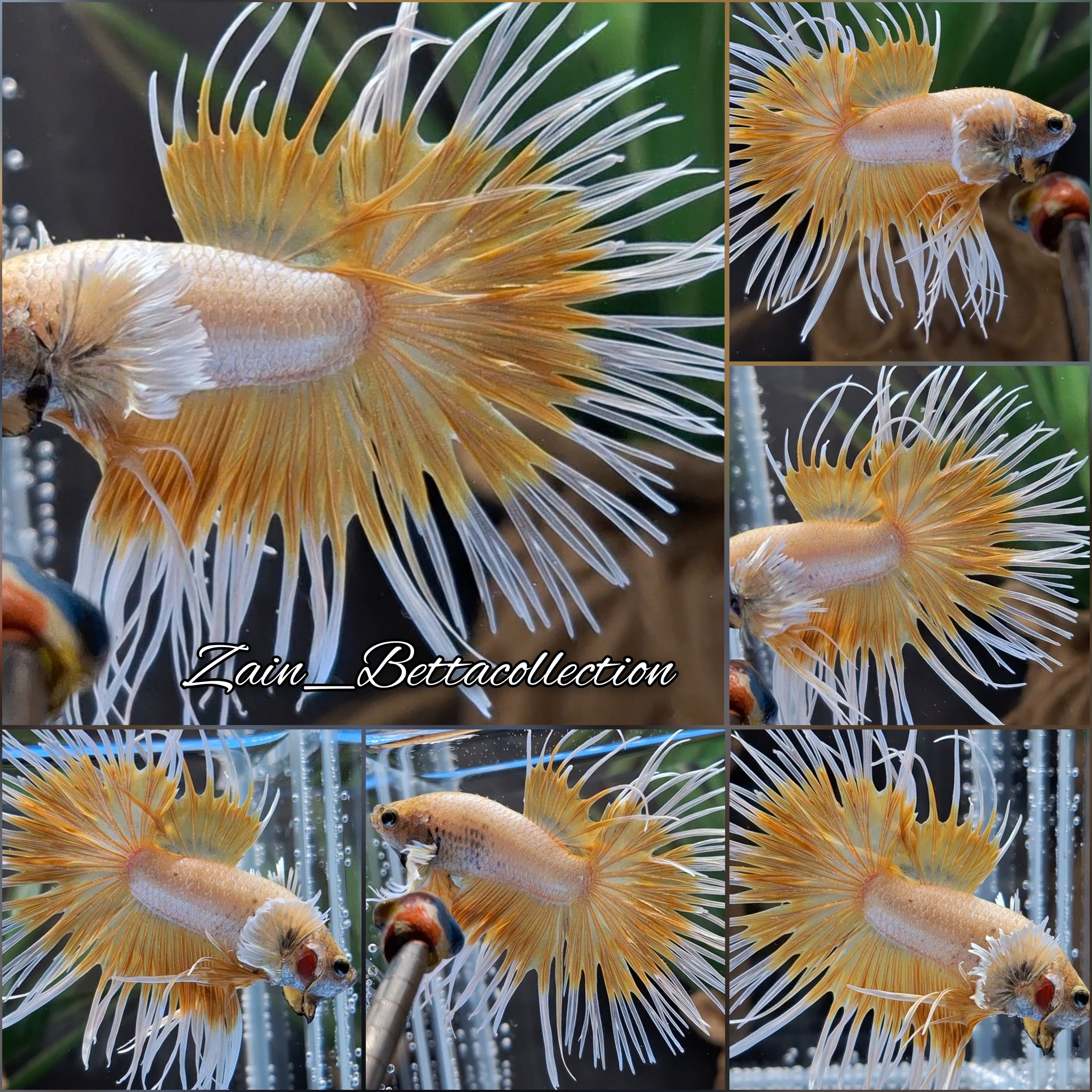 Crowntail Dumbo Ear Gold Butterfly Rare Betta Fish Male