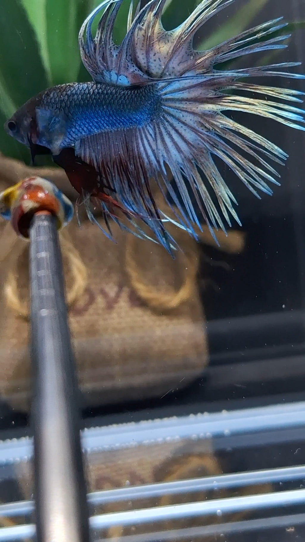 Crowntail Copper Black Head Premium Betta Fish Male