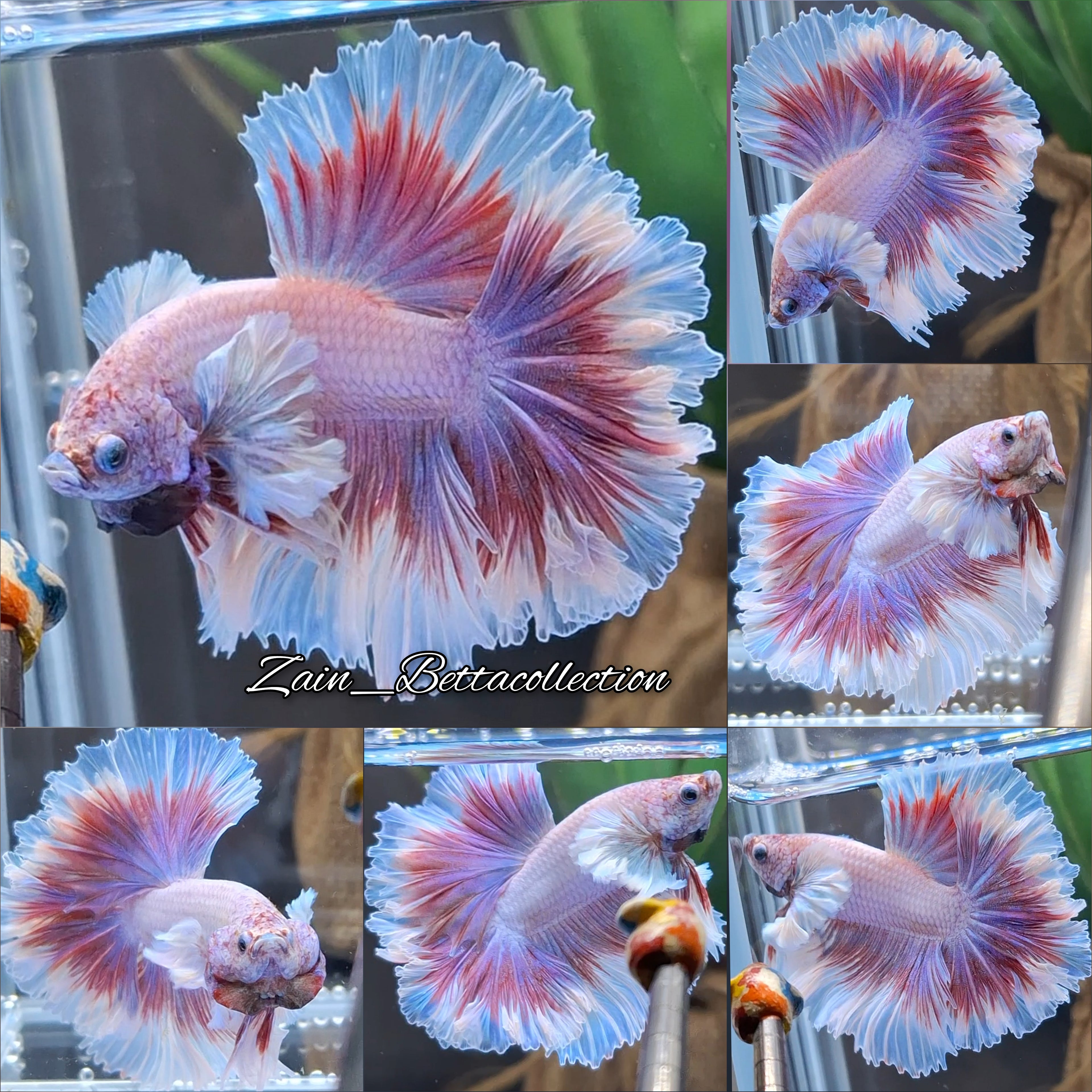 King Feathertail Halfmoon Dumbo Rose Ear Pink Purple Butterfly Premium Betta Fish Male