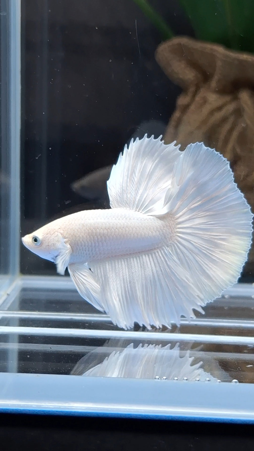 Halfmoon White Platinum Betta Fish Male
