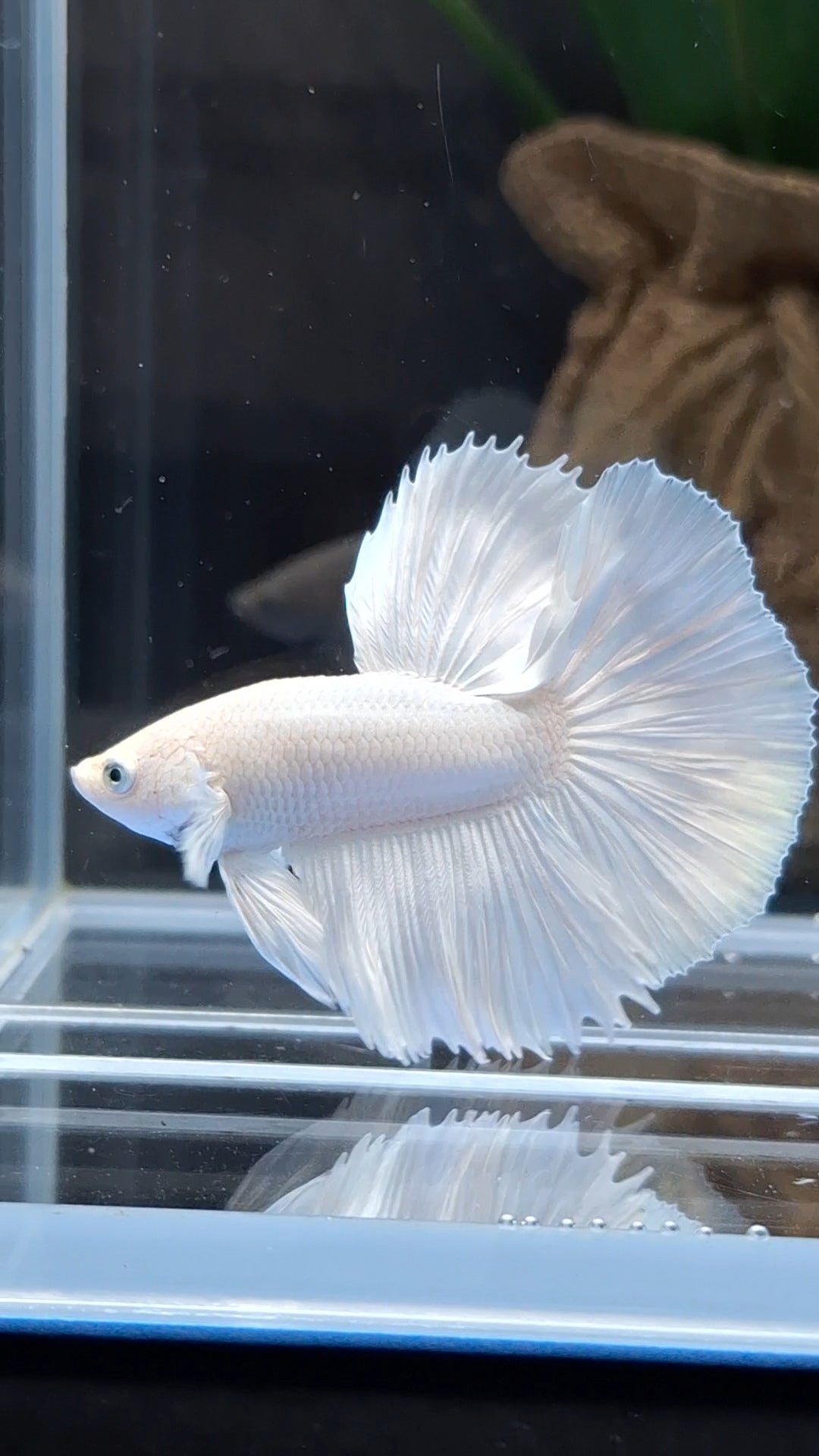 Halfmoon White Platinum Betta Fish Male