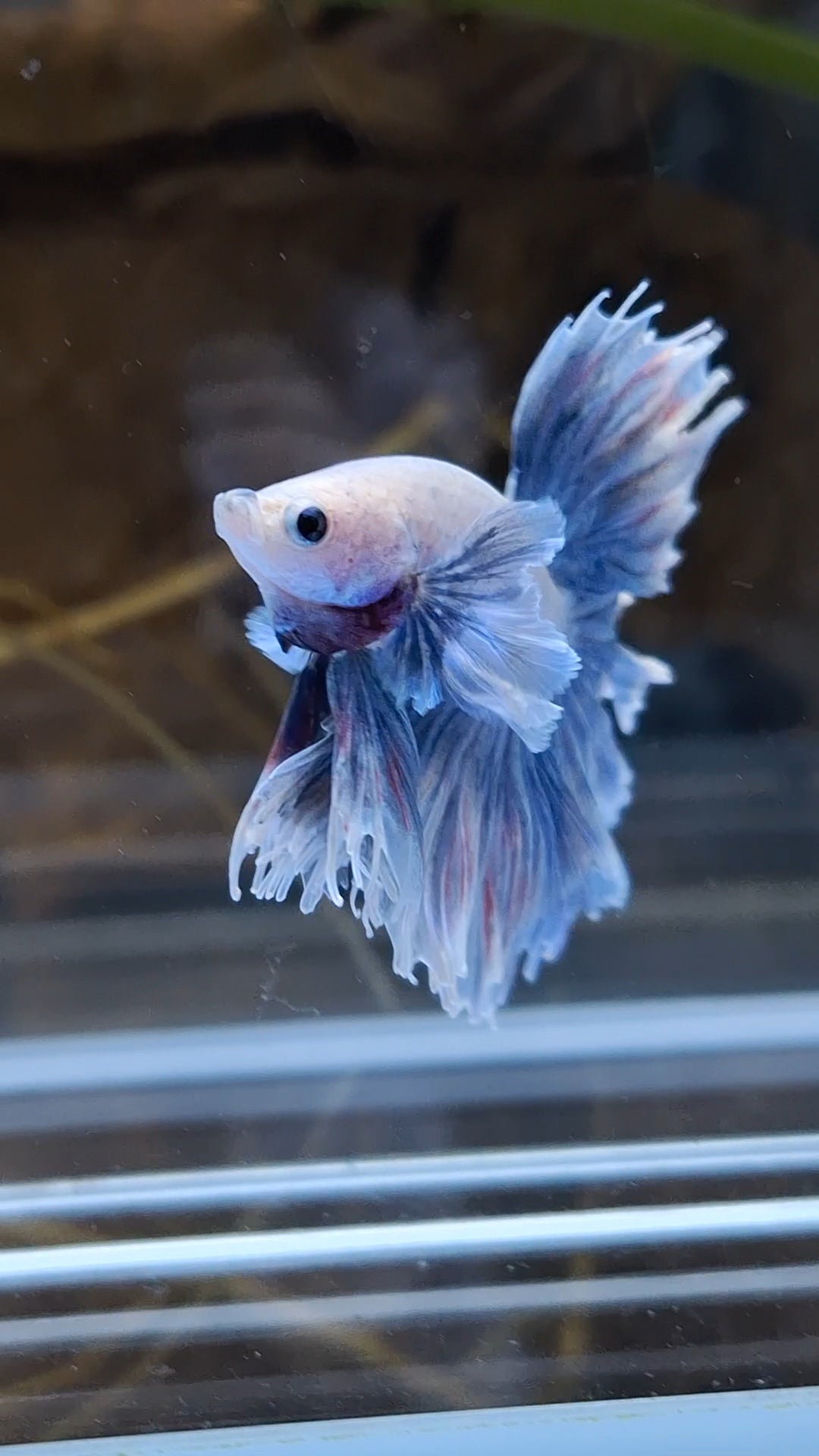 Halfmoon King Feathertail Dumbo Ear Rose Grizzle Purple Wash Betta Fish Male
