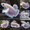 King Feathertail Rose Dumbo Ear Plakat HMPK Rare Betta Fish Male