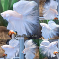 Over Halfmoon White Platinum Betta Fish Male