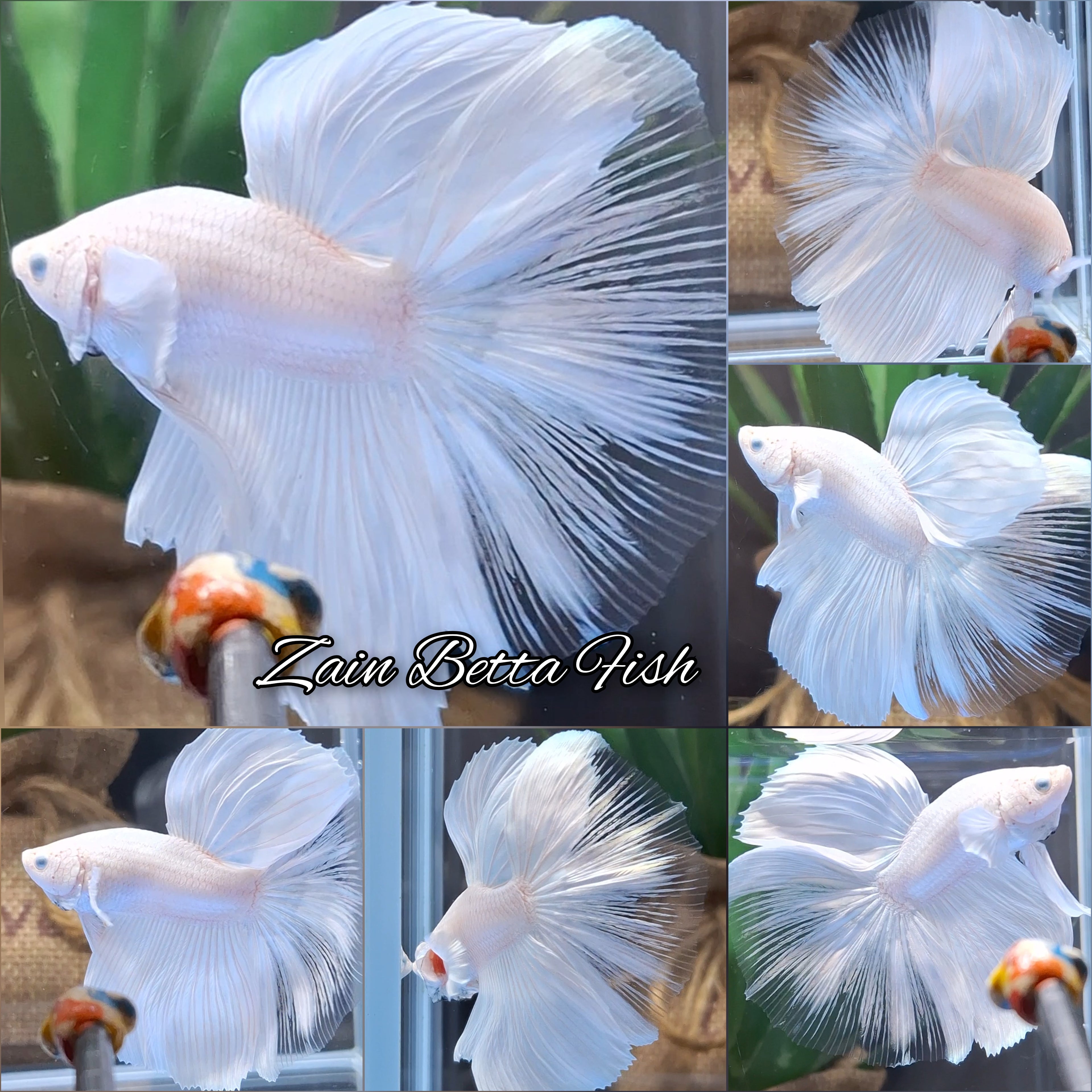 Over Halfmoon White Platinum Betta Fish Male