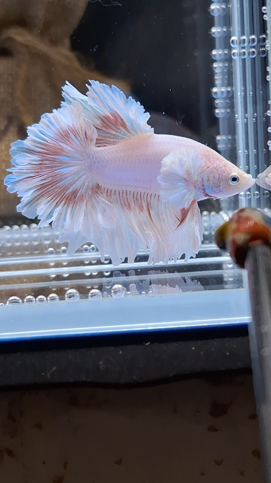 King Feathertail Dumbo Ear Pink Butterfly Betta Fish Male
