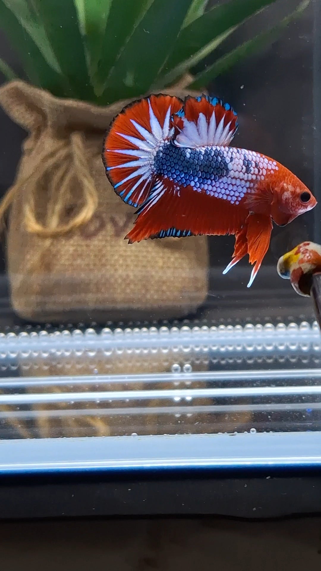 Red Fancy Star Tail White Scale Plakat HMPK Betta Fish Male