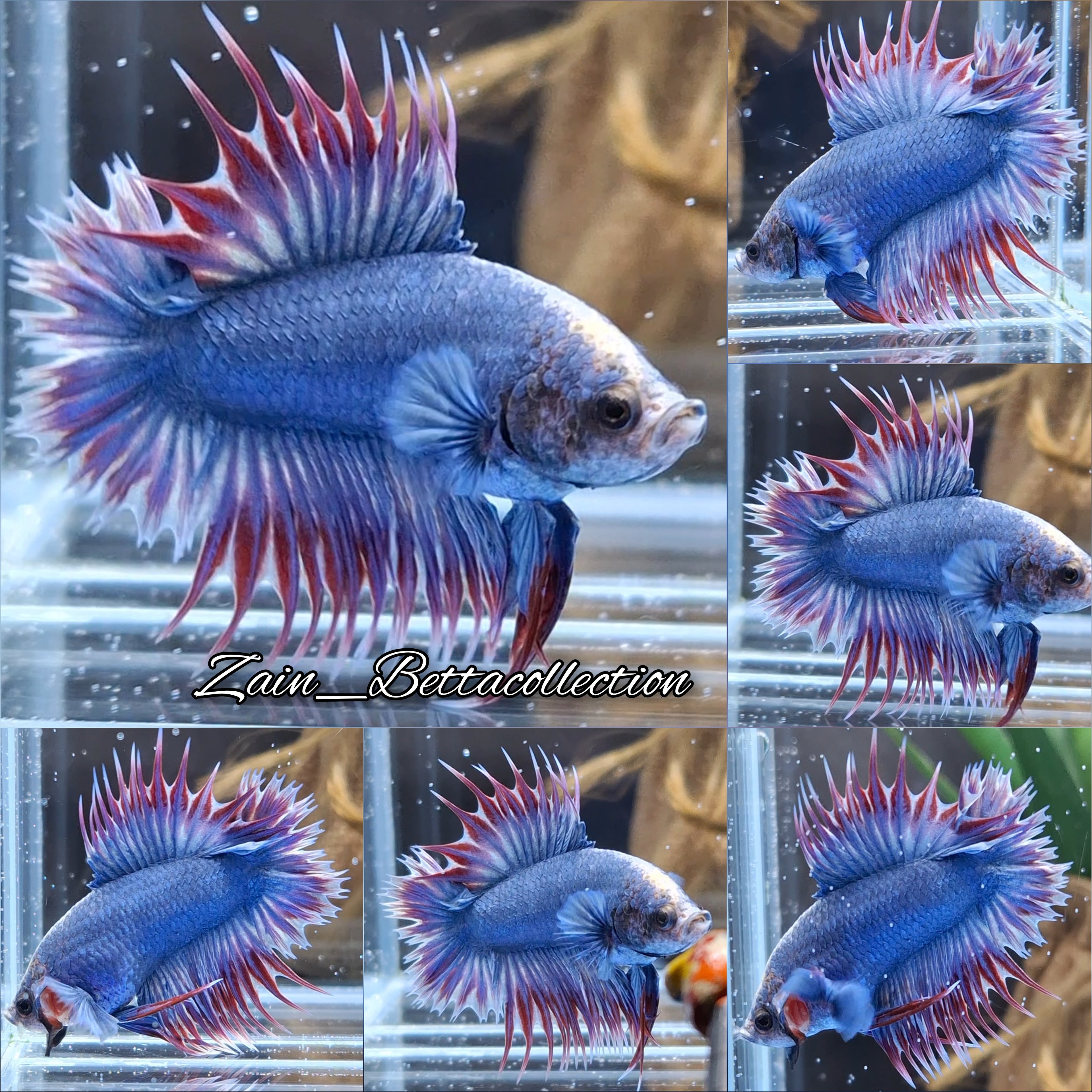 Super Rare Crowntail Double Tail PKCT Betta Fish Male