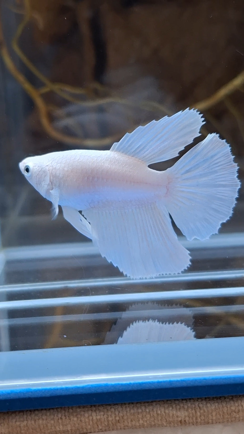 Halfmoon White Platinum Female Betta Fish For Sorority / Breed