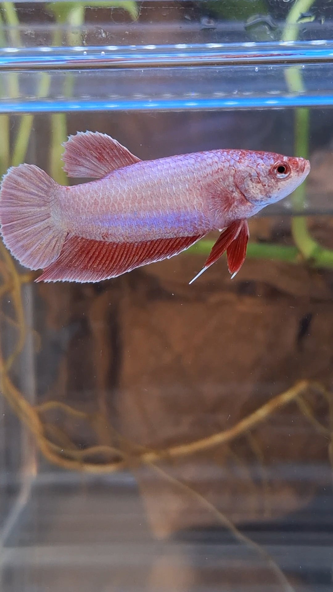 Purple Pink Aurora Plakat HMPK Female Betta Fish For Sorority / Breed