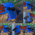 Veiltail Black Series Avatar Tricolor Rare Betta Fish Male