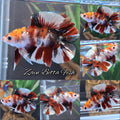 Double Tail Red Gold Koi Copper Variant Tiger HMPK Betta Fish Male