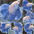 Over Halfmoon Feathertail Blue Sky Butterfly Large Size Rare Betta Fish Male