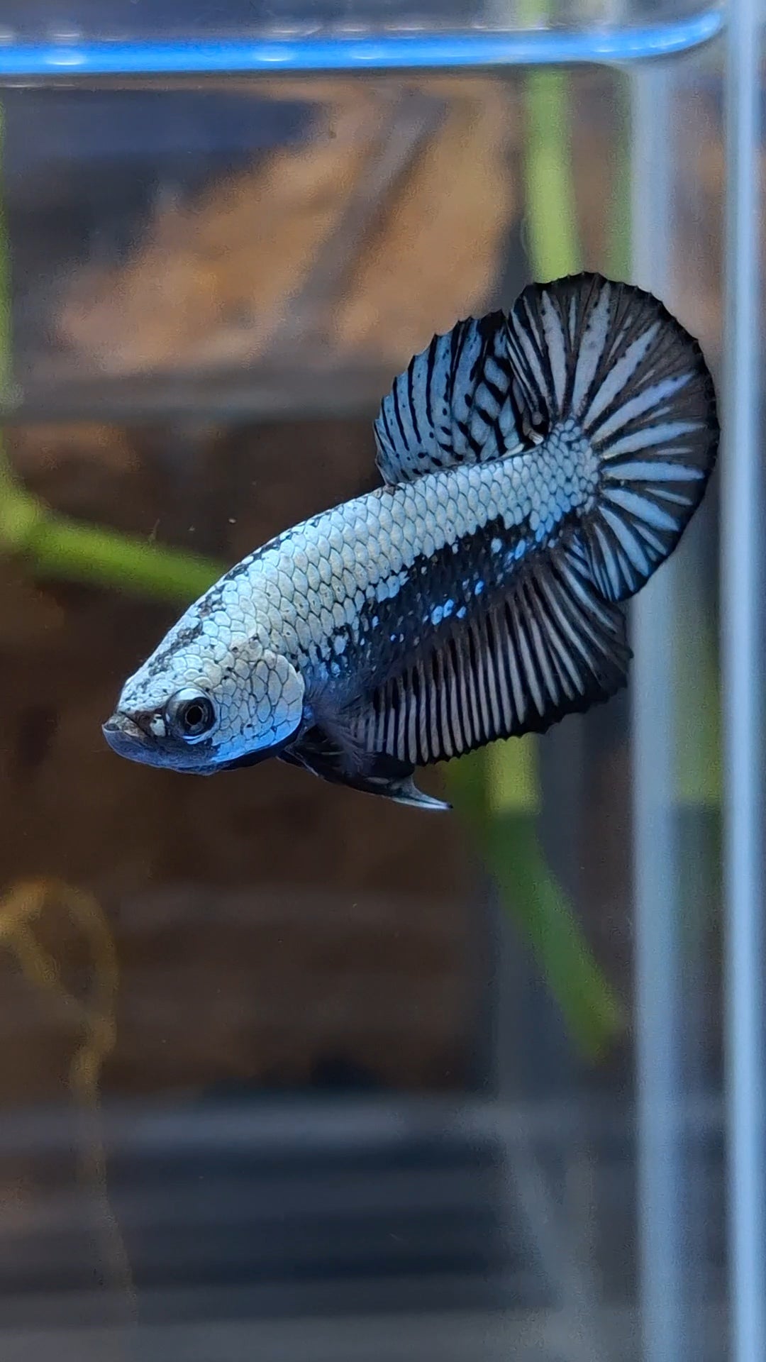 Samurai Plakat HMPK Betta Fish Male