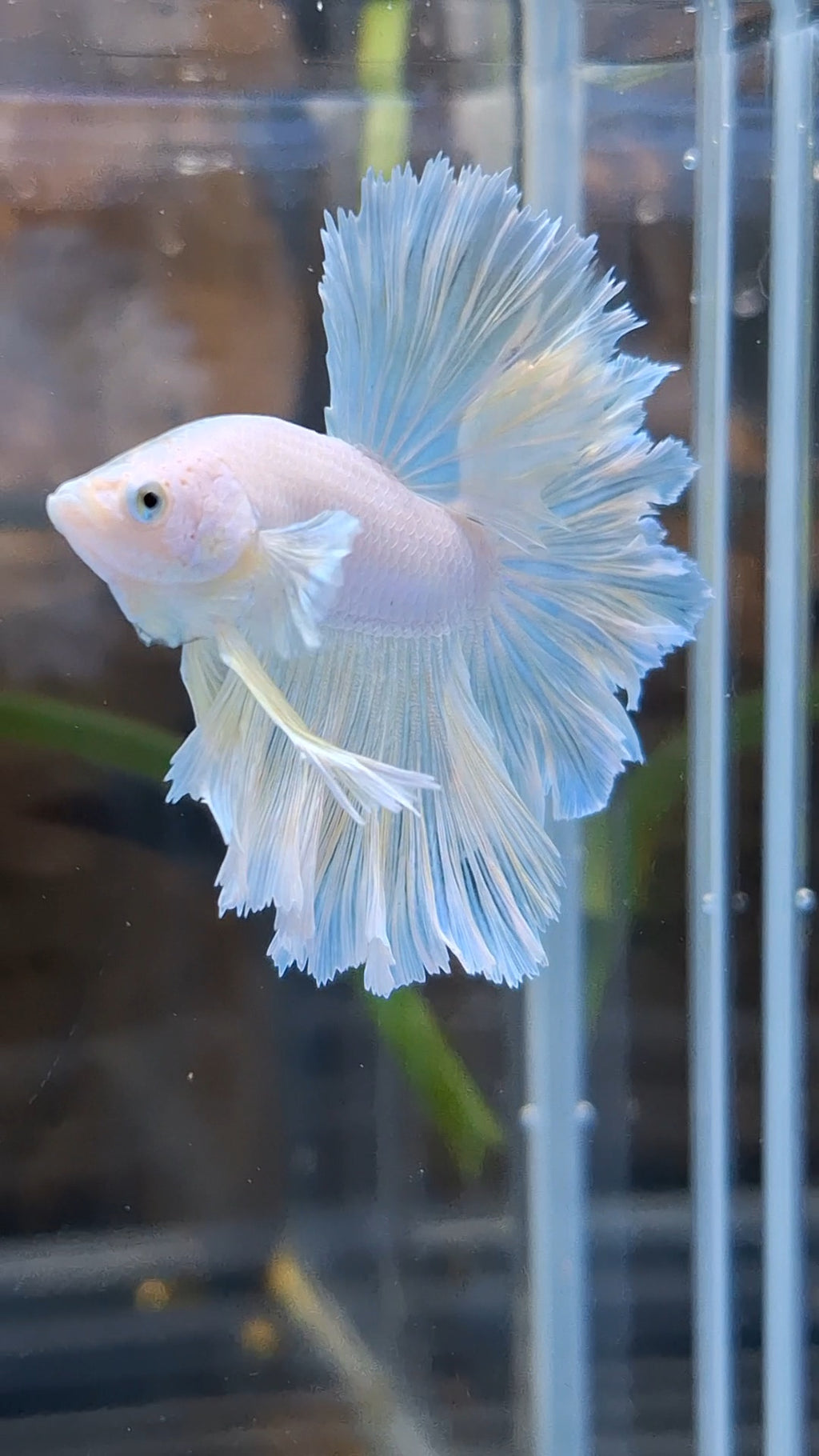 Halfmoon Feathertail Unicorn Betta Fish Male