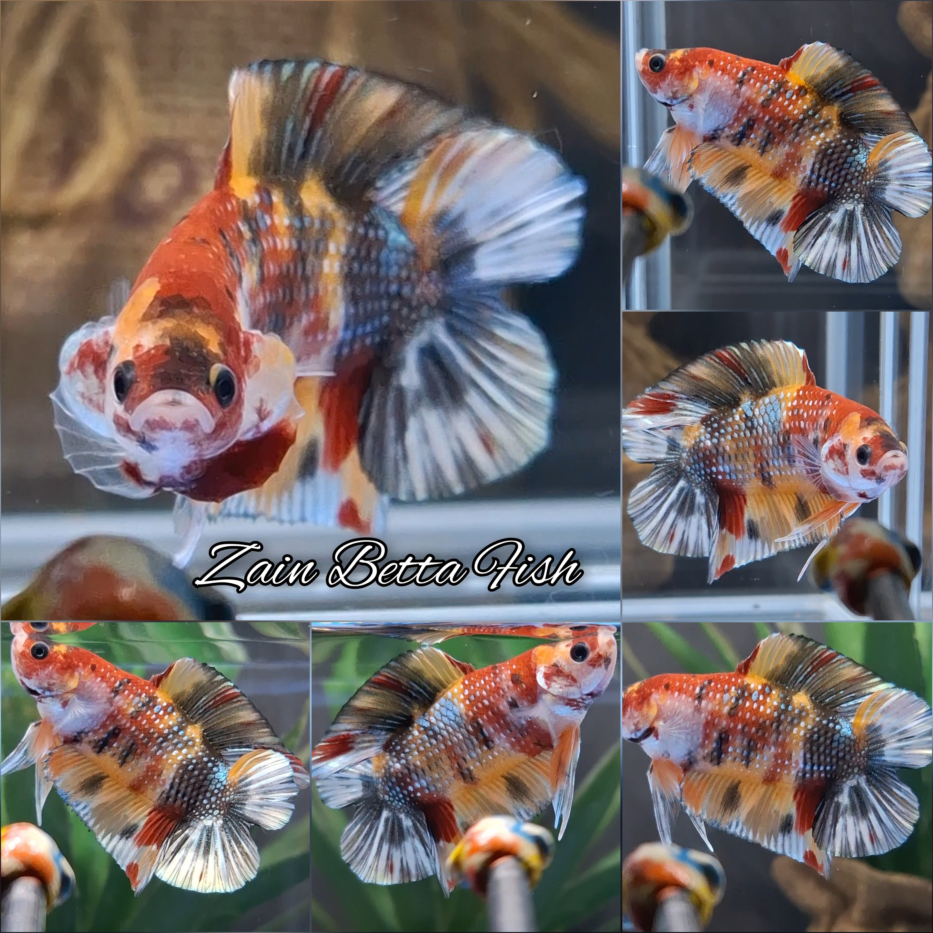 Luxury Double Tail Copper Variant Yellow Base HMPK Betta Fish Male