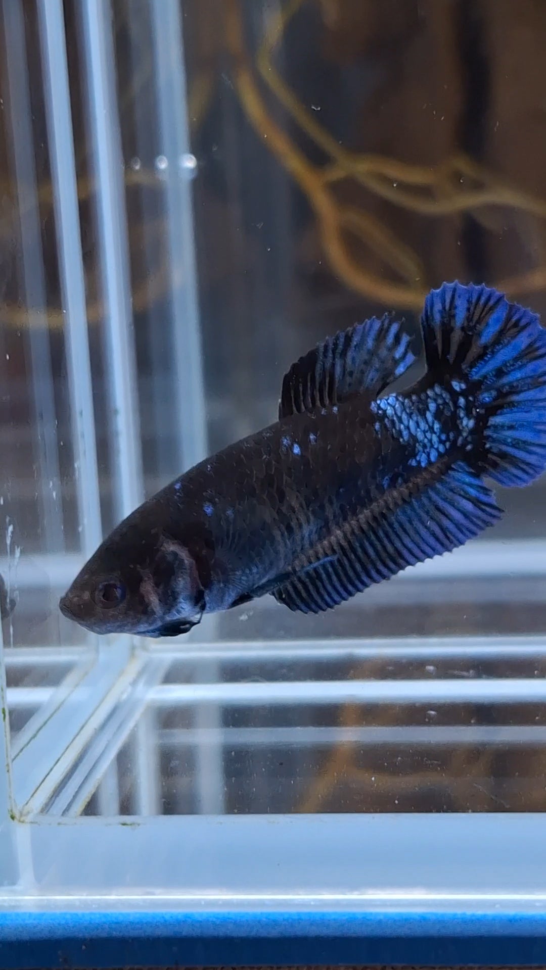 Avatar Black Blue Light Plakat Female Betta Fish For Sorority / Breed