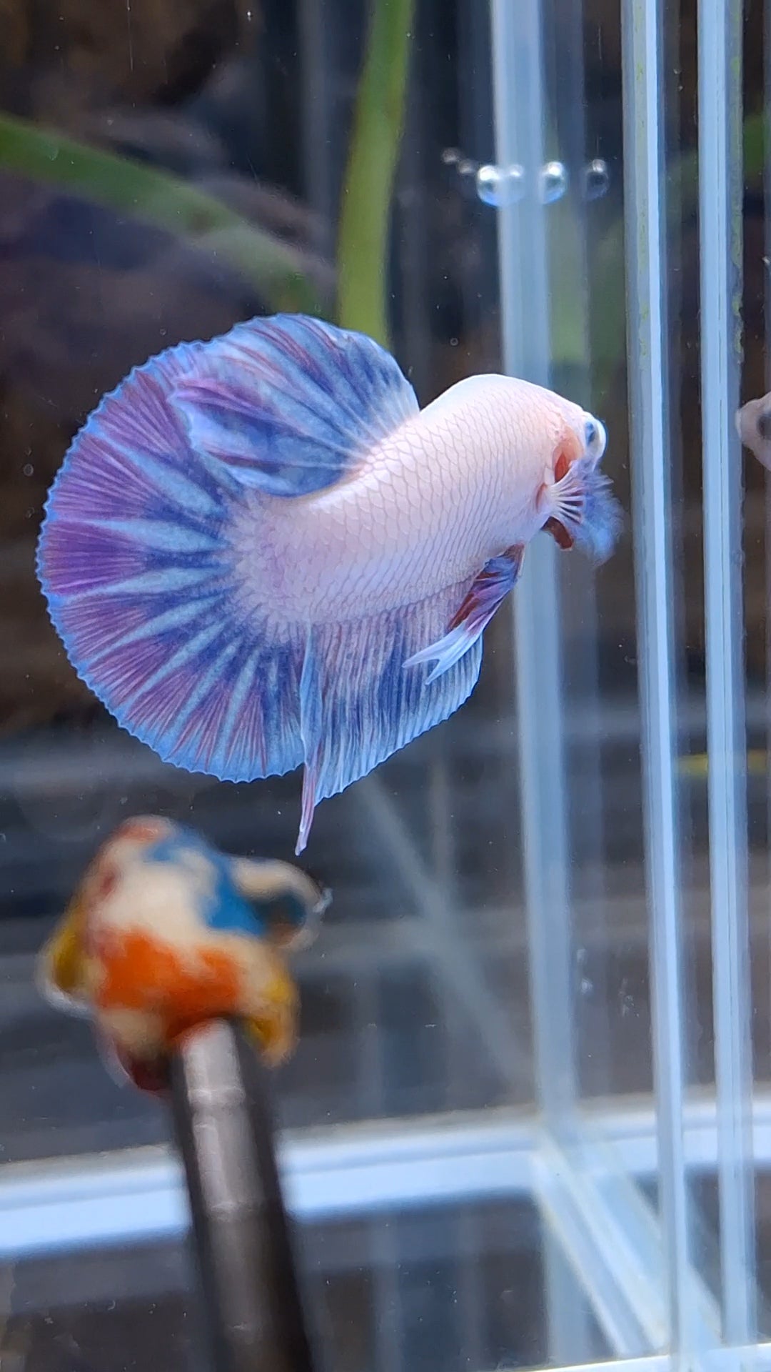 Hologram Aurora Pink Purple Plakat HMPK Rare Betta Fish Male
