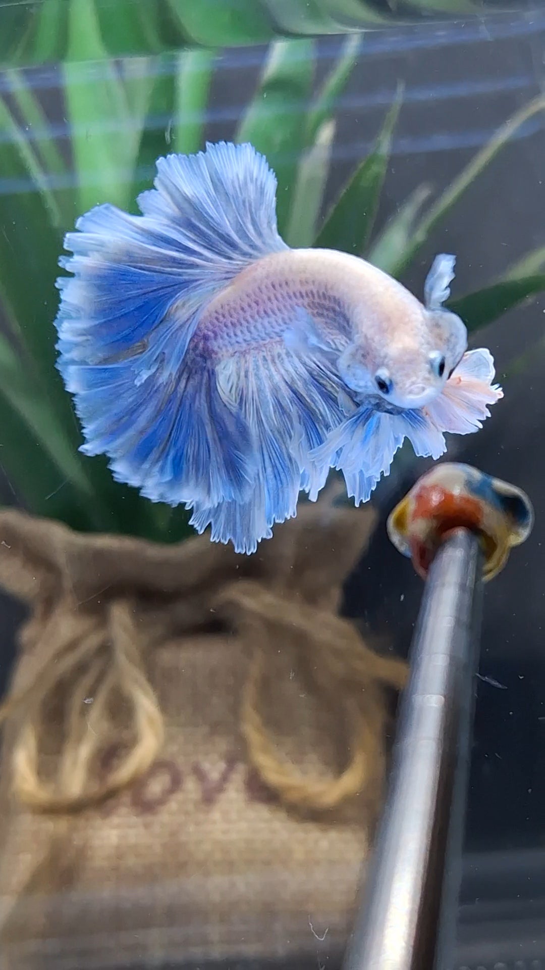 King Feathertail Grizzle Betta Fish Male