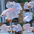 King Feathertail Dumbo Rose Ear Blue Sky Premium Betta Fish Male
