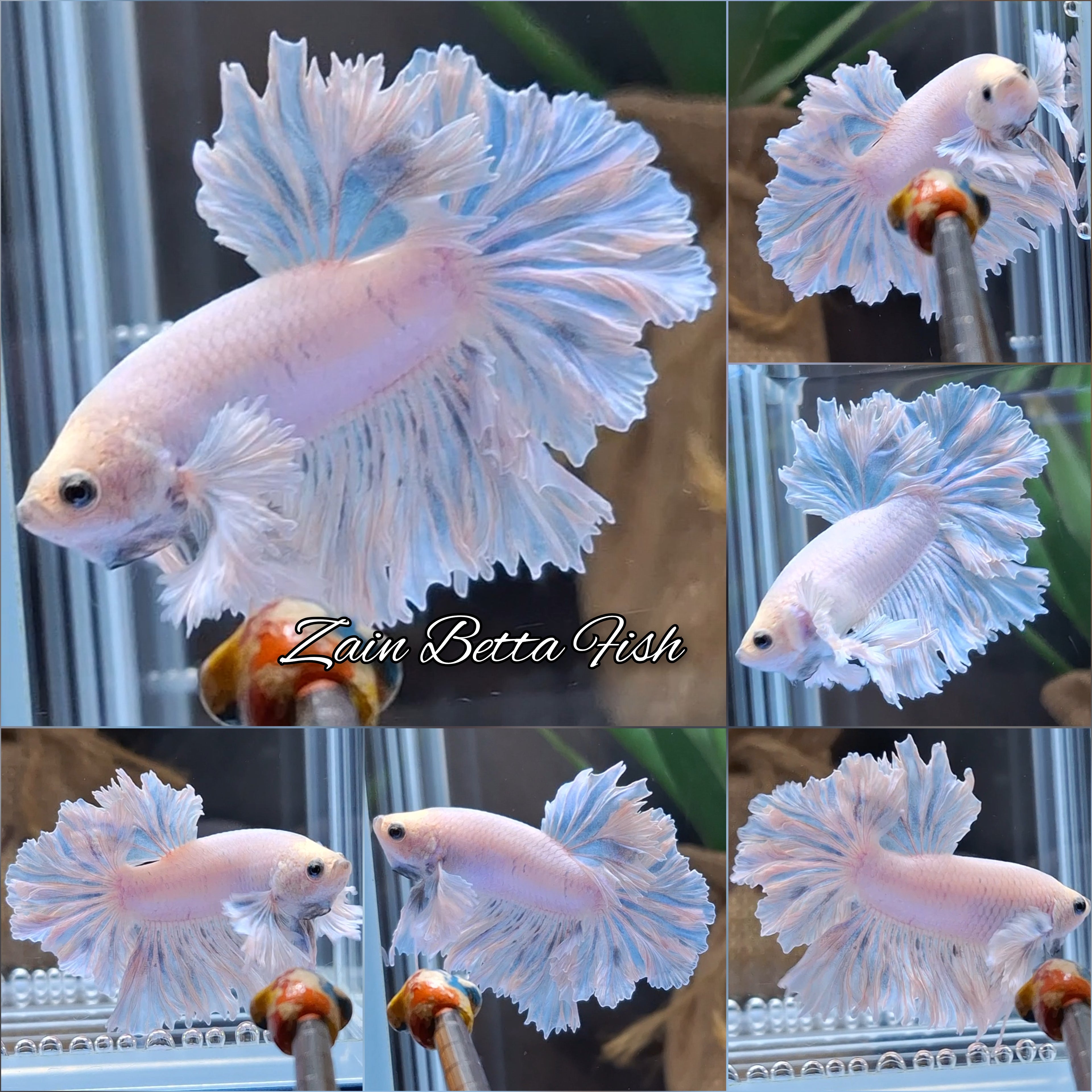 King Feathertail Dumbo Rose Ear Blue Sky Premium Betta Fish Male