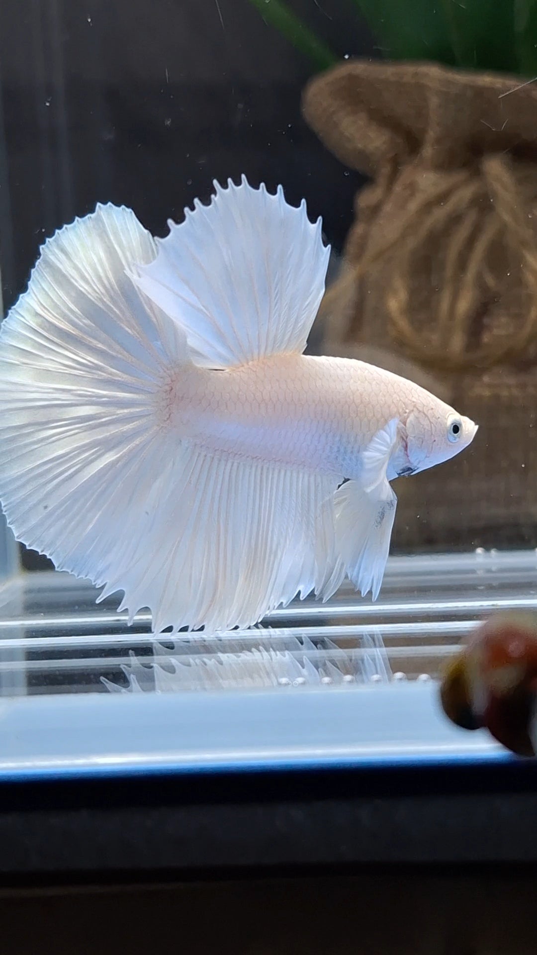 Halfmoon White Platinum Betta Fish Male