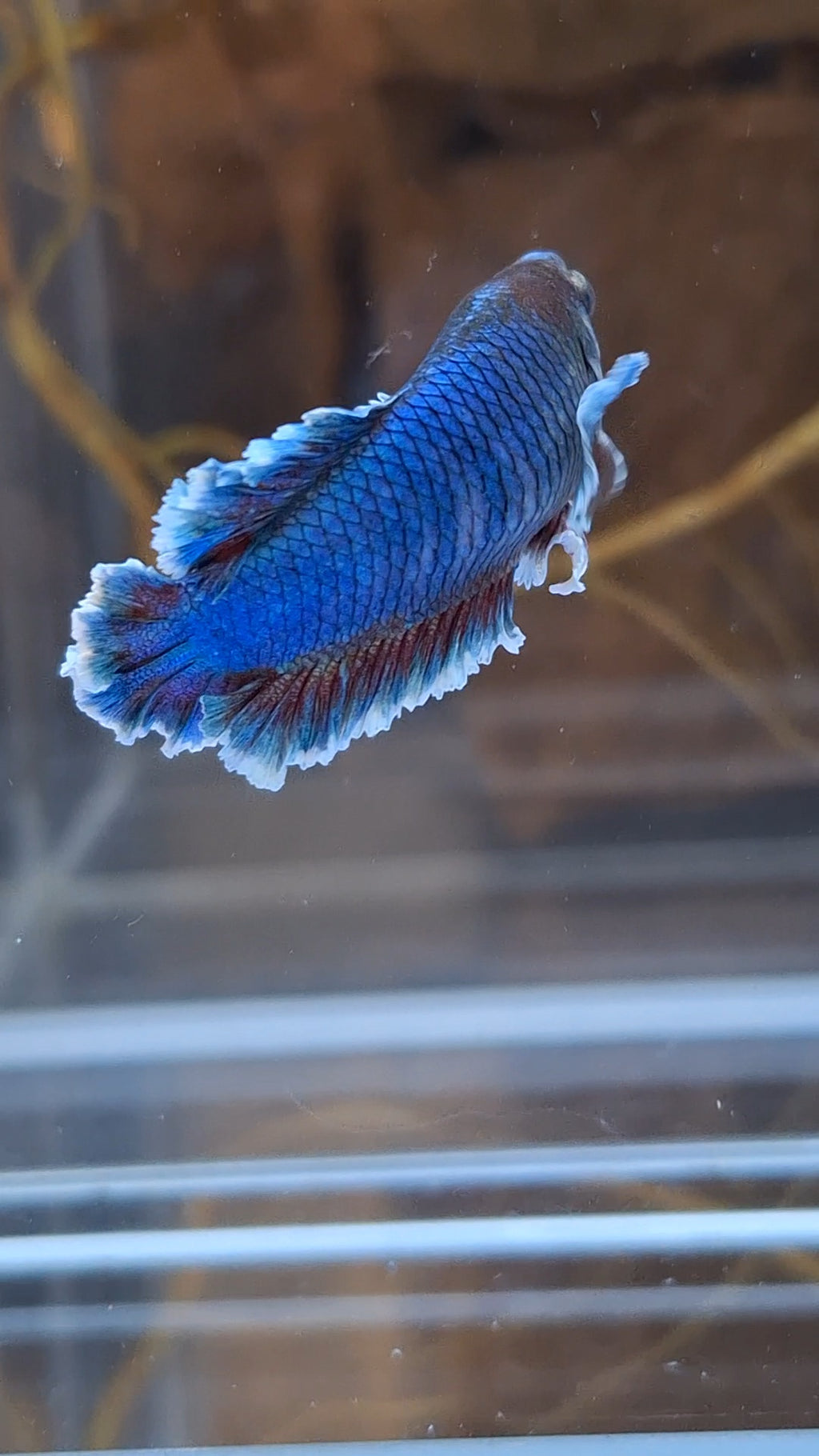 King Feathertail Female Betta Fish For Sorority / Breed