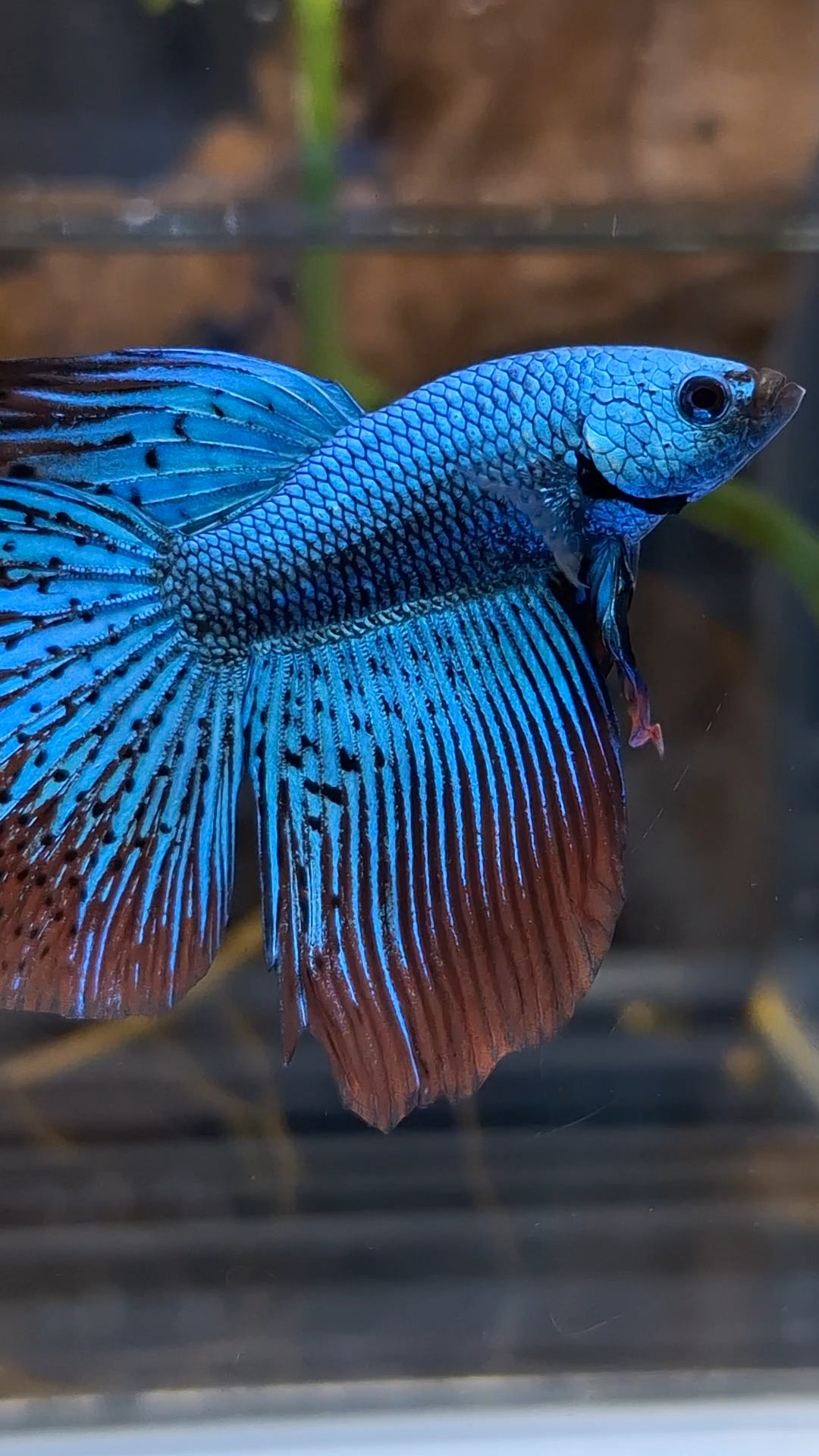 Premium Halfmoon Rare Alien Green Wild Betta Fish Male