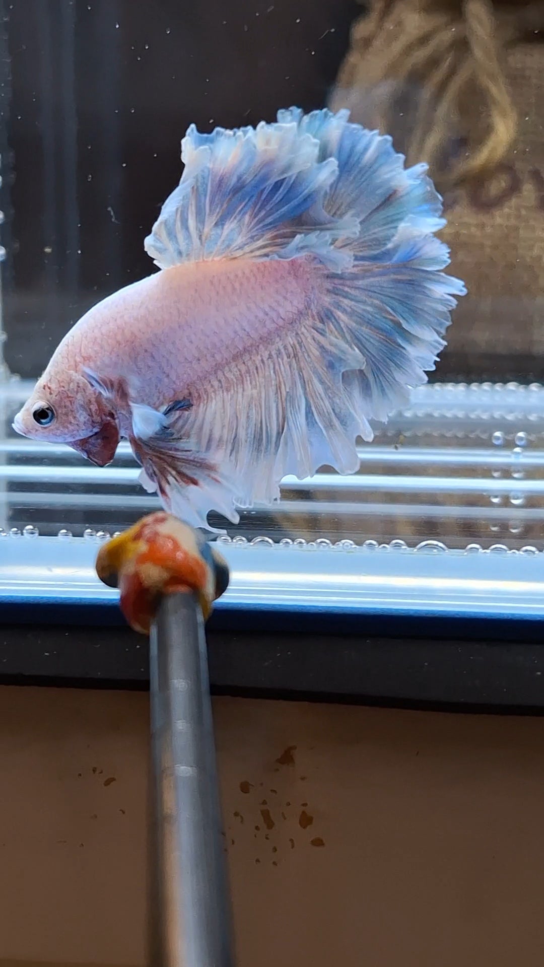 King Feathertail Blue Sky Betta Fish Male