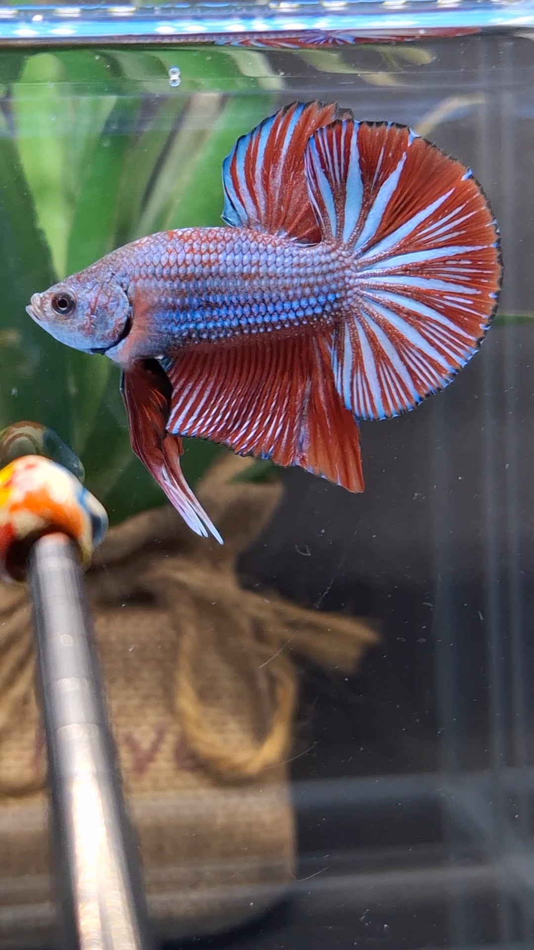 Big Tail Startail HMPK Betta Fish Male