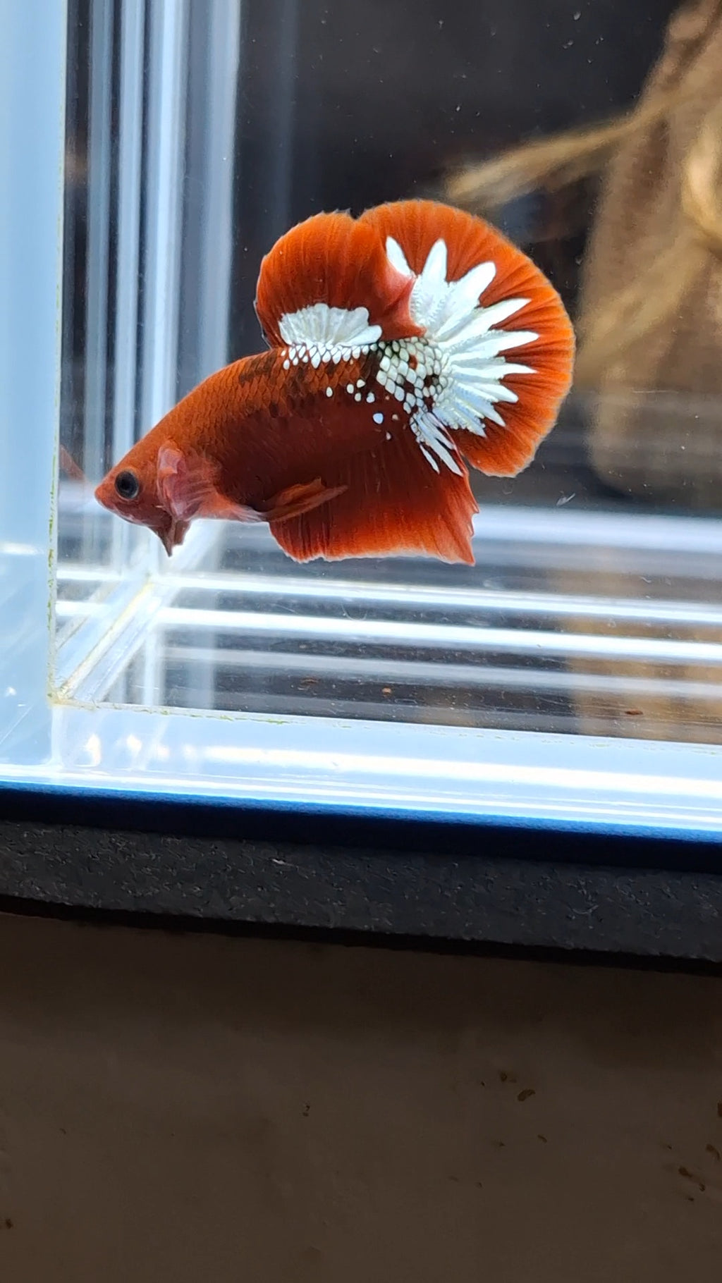 Red Fancy Copper FCCP Startail Plakat HMPK Betta Fish Male