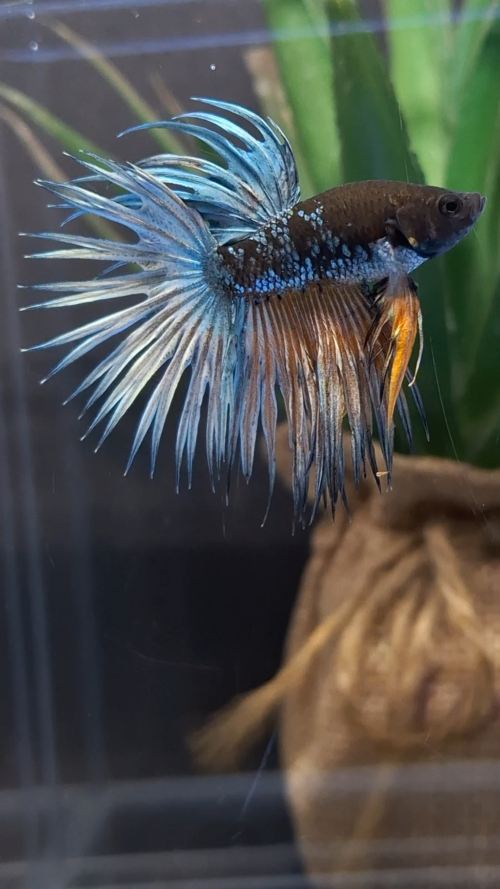 Crowntail Avatar Copper Rare Betta Fish Male