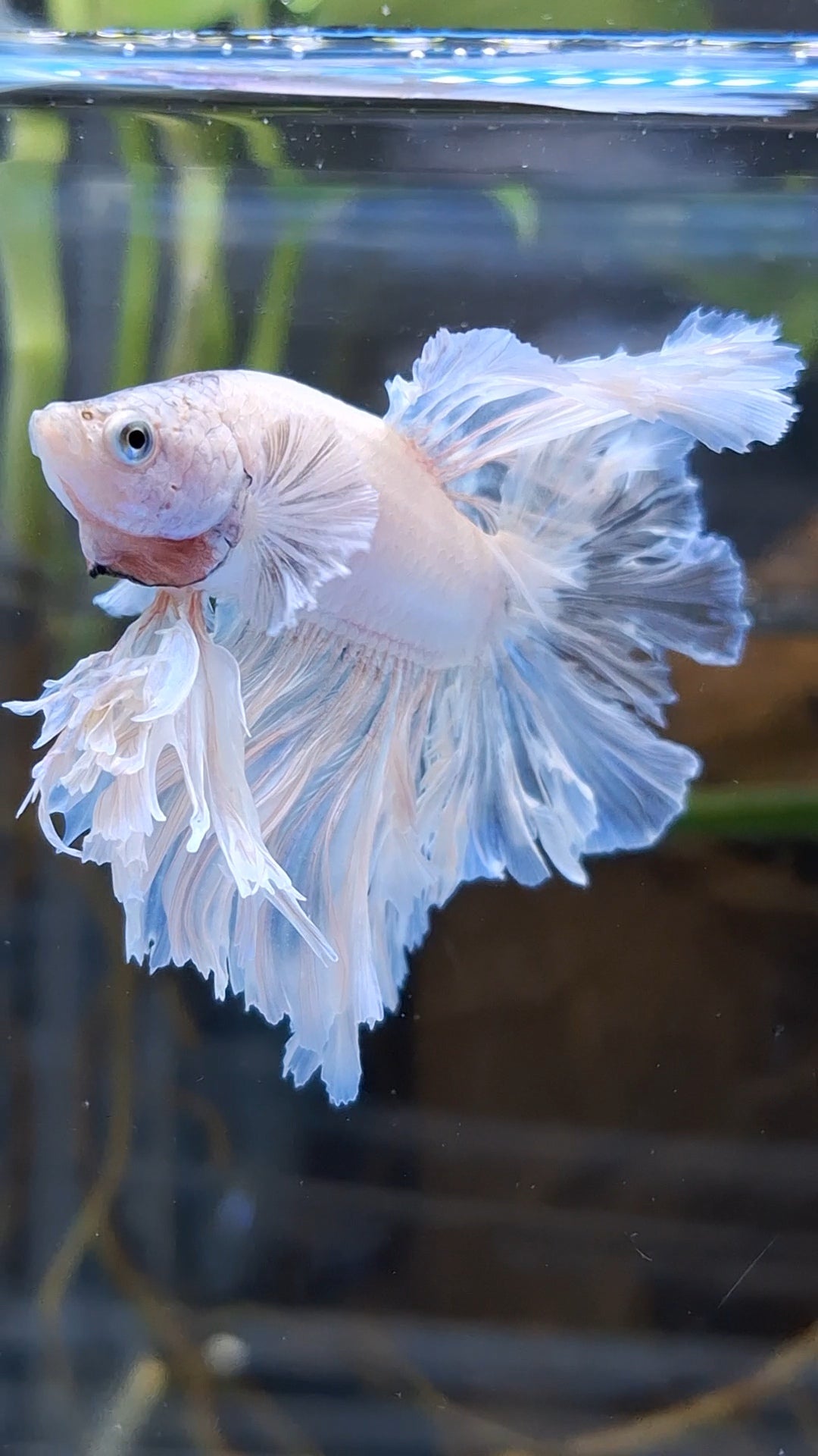 King Feathertail Betta Fish Male