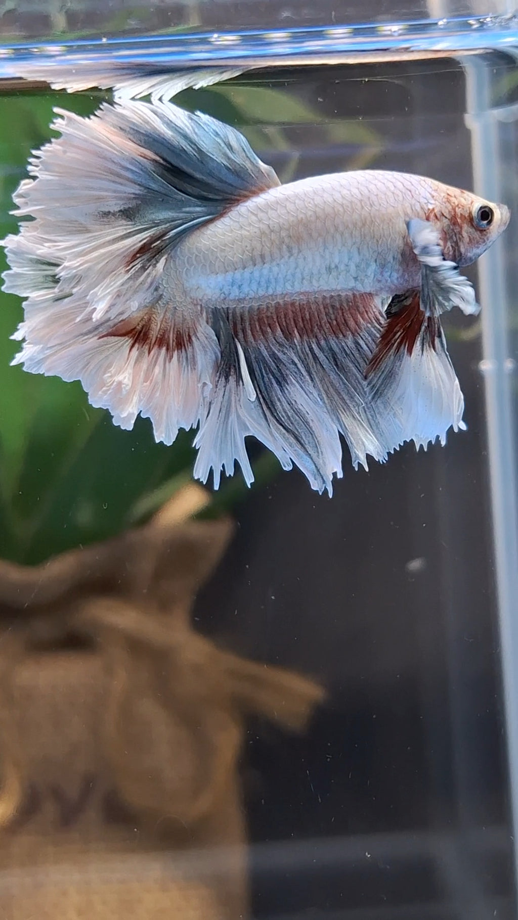King Feathertail Dumbo Ear Pastel Copper Betta Fish Male