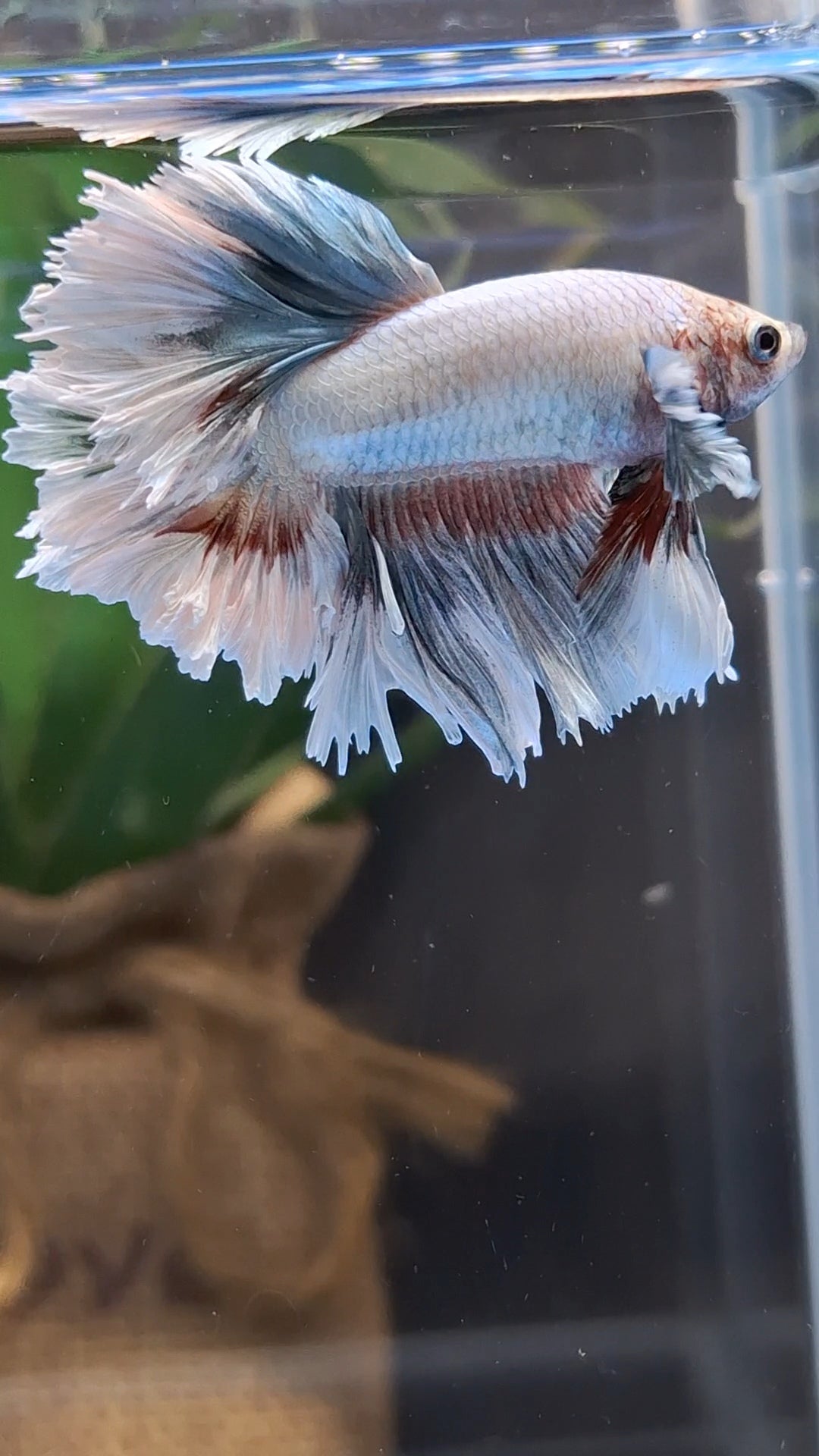 King Feathertail Dumbo Ear Pastel Copper Betta Fish Male