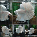 OHM Halfmoon Rosetail White Platinum Opaque Betta Fish Male