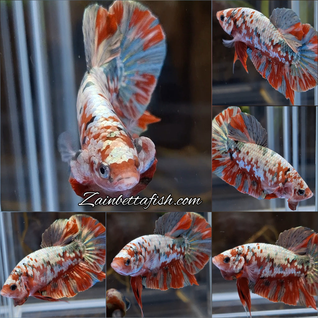 Red Koi Copper Gold Iron Man Plakat HMPK Betta Fish Male