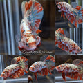 Red Koi Copper Gold Iron Man Plakat HMPK Betta Fish Male