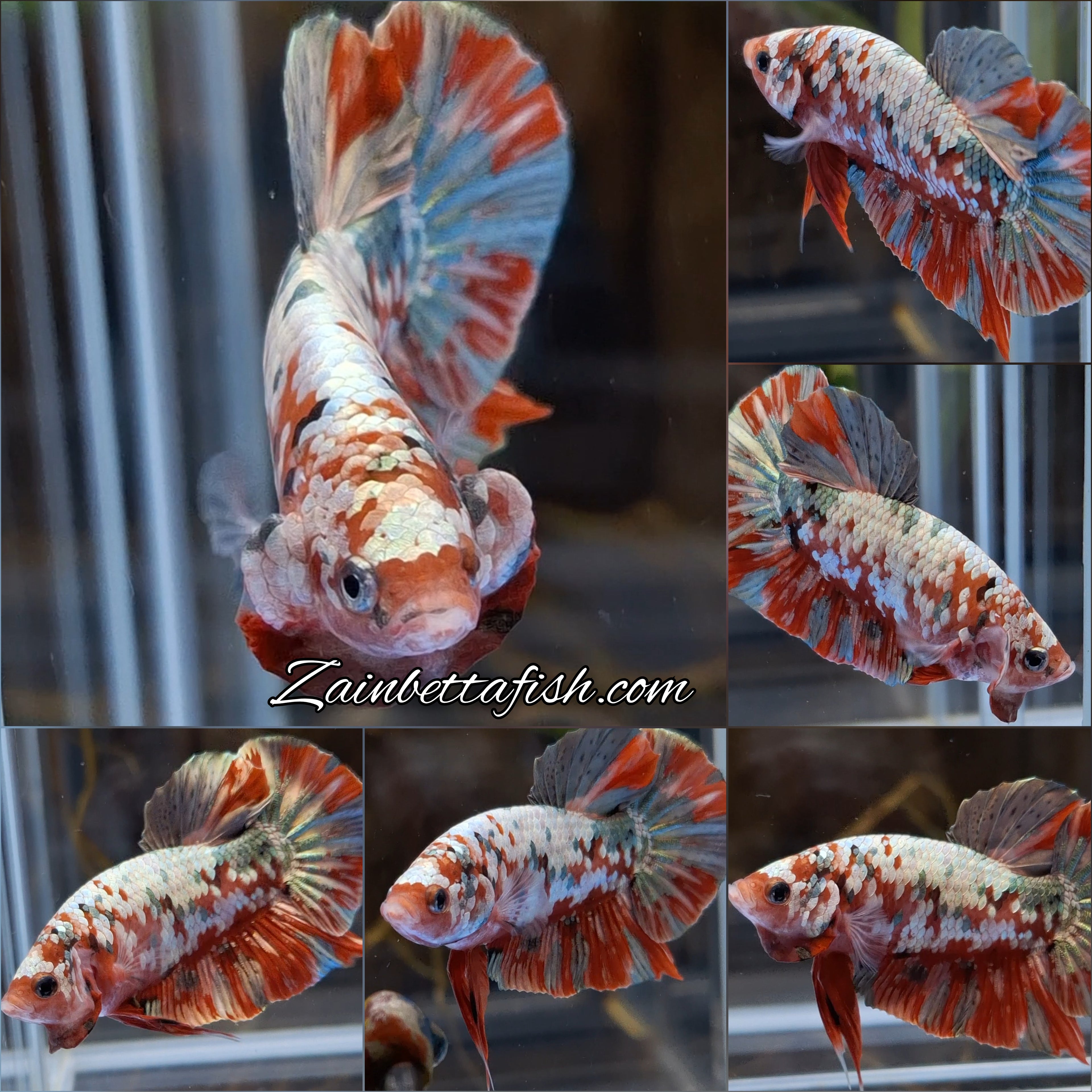 Red Koi Copper Gold Iron Man Plakat HMPK Betta Fish Male