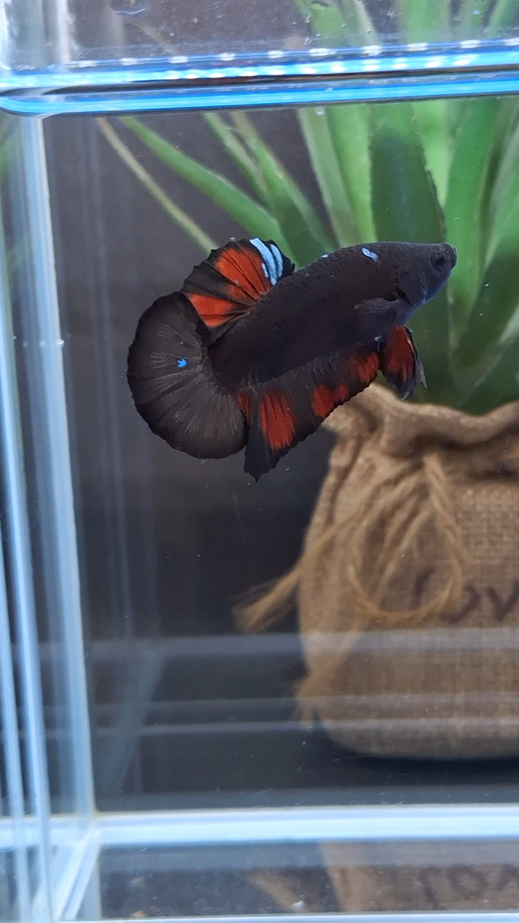 Avatar Black Red Vampire Fire Plakat HMPK Betta Fish Male