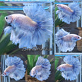 Halfmoon King Feathertail Grizzle Betta Fish Male