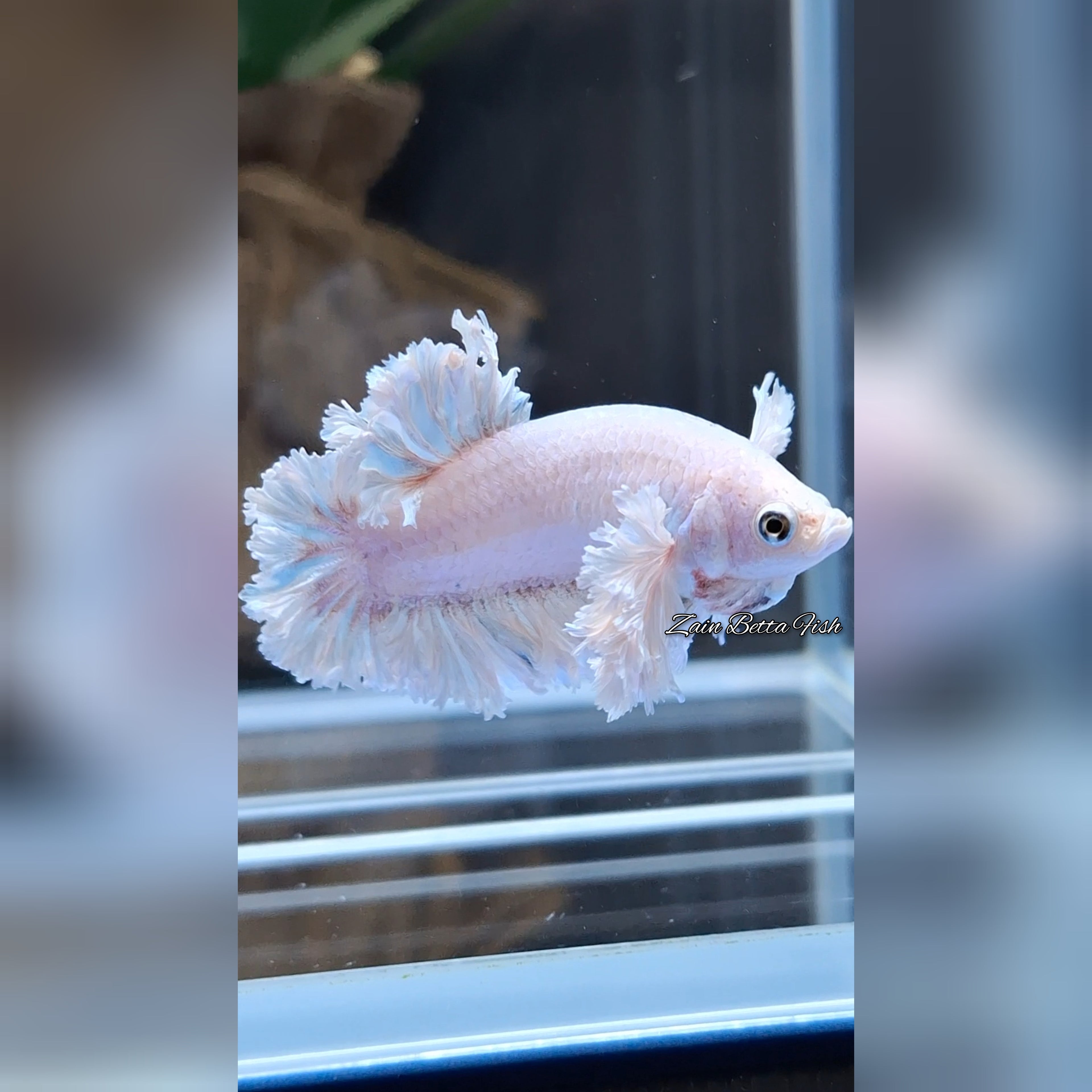 Premium King Feathertail Dumbo Rose Ear Betta Fish Female For Sorority / Breed