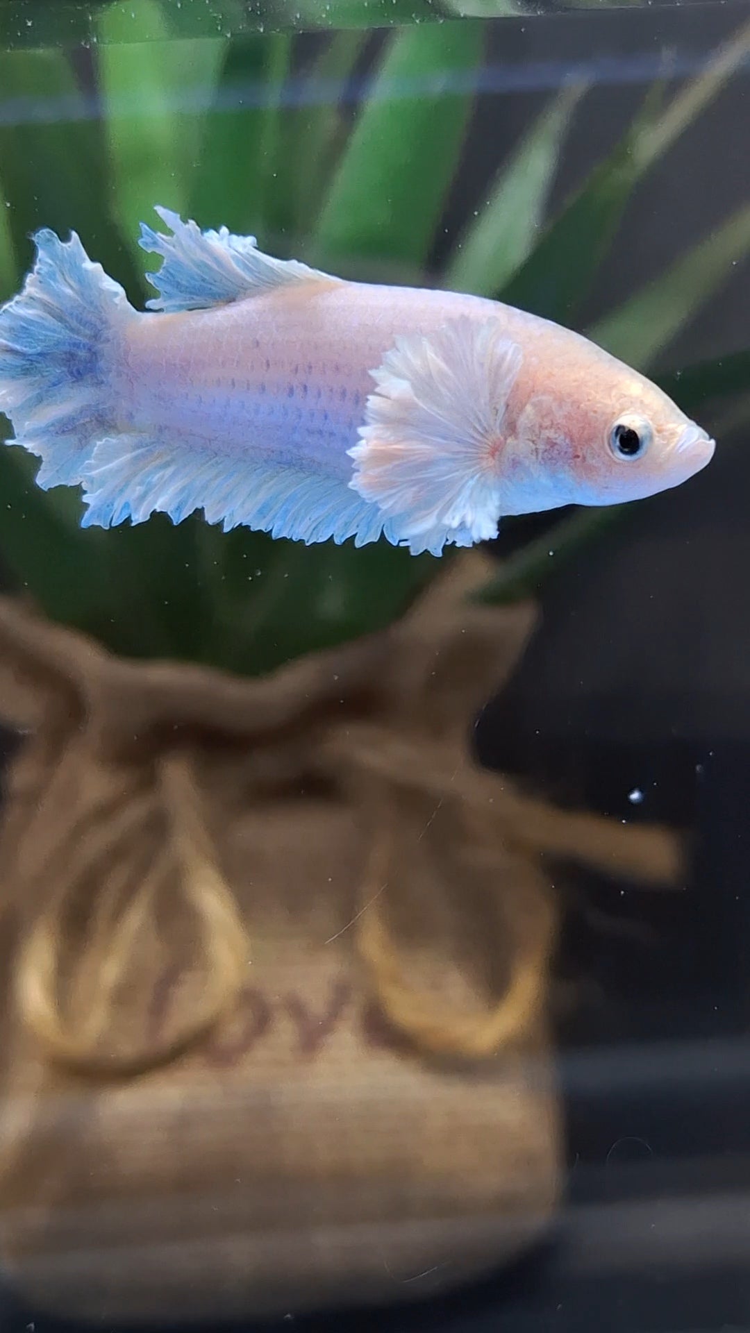 King Feathertail Rose Dumbo Ear Female Betta Fish For Sorority / Breed
