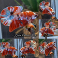 Candy Koi Copper HMPK Betta Fish Male