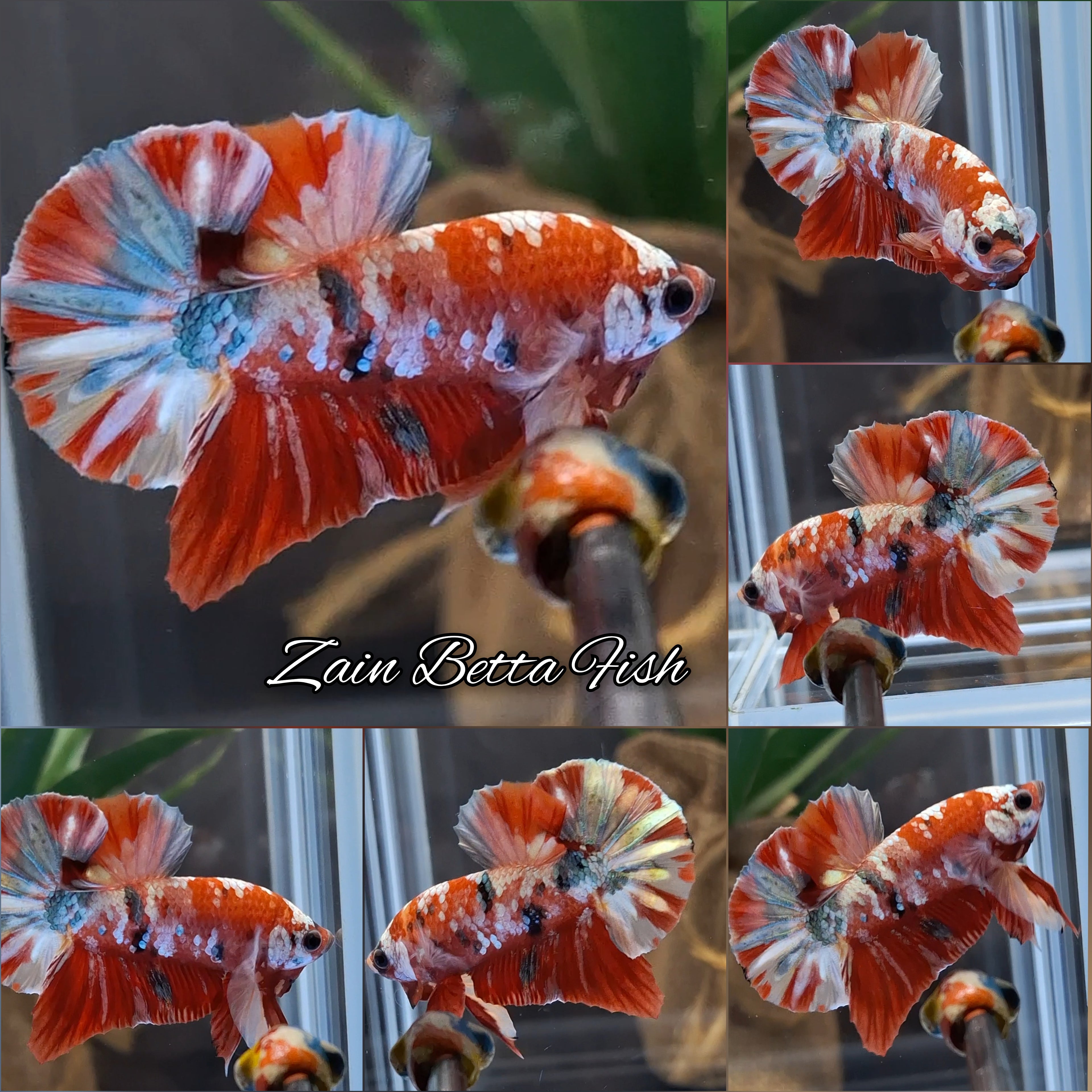 Candy Koi Copper HMPK Betta Fish Male