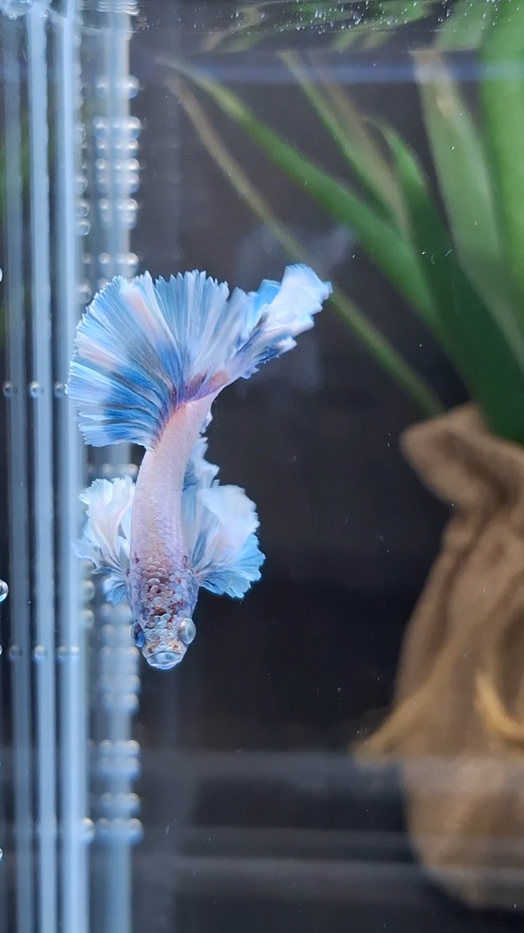 Junior King Feathertail Dumbo Ear Blue Sky Betta Fish Male