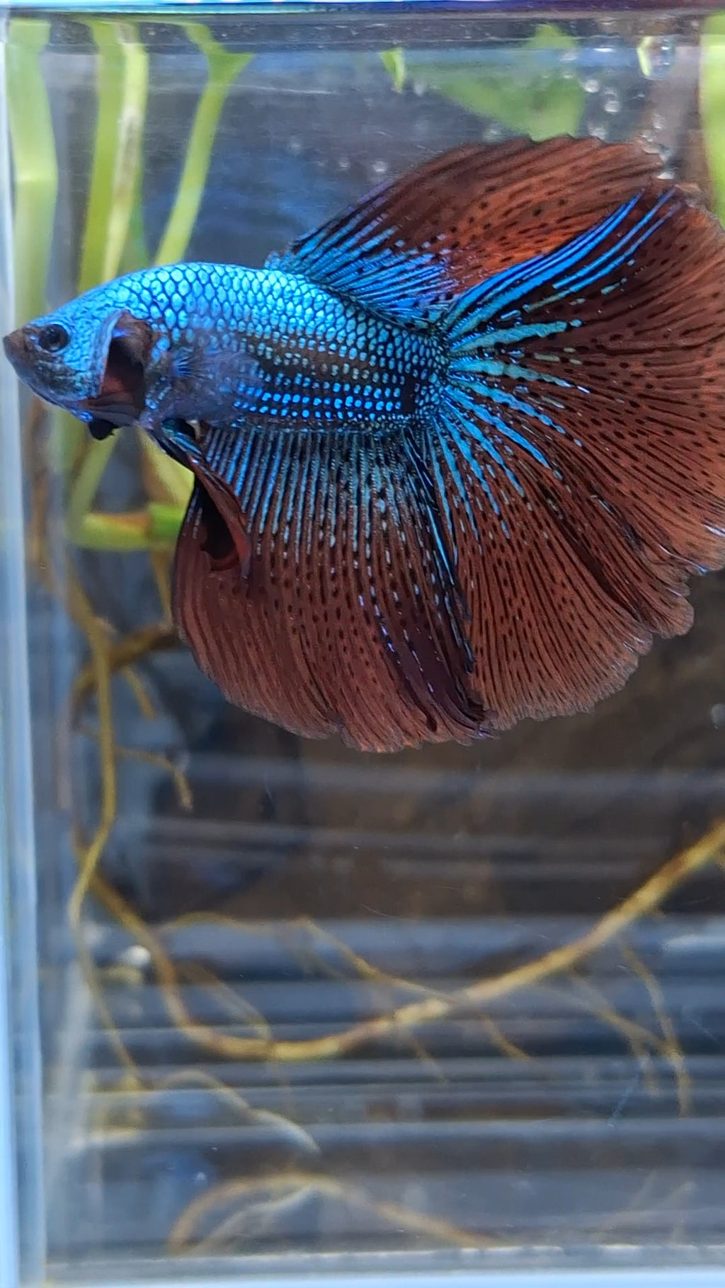 Premium Over Halfmoon Rare Alien Green Wild Betta Fish Male Large Size