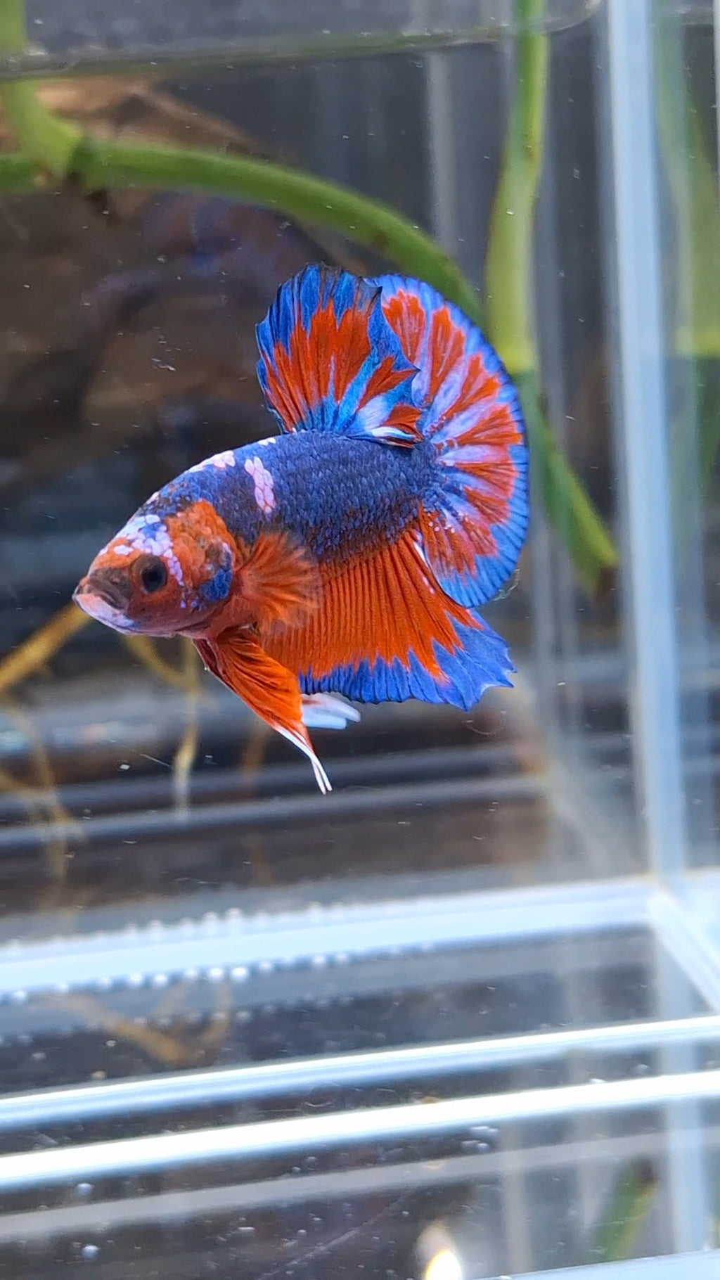 Blue Purple Fancy White Scale Plakat HMPK Betta Fish Male